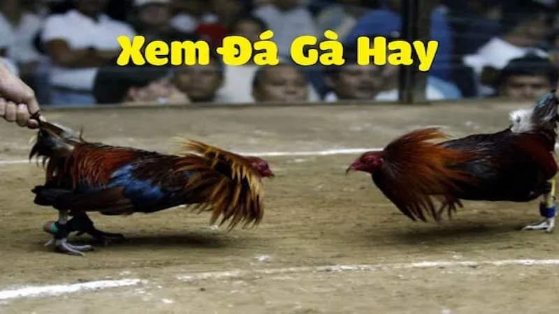 Mẹo xem đá gà trực tiếp Thomo MU88 siêu mượt